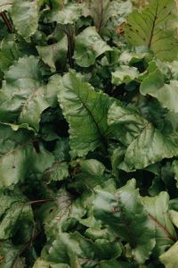 Kaboompics - Beetroot Leaves Growing In Organic Garden