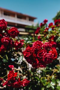 Kaboompics - Roses of Bulgaria