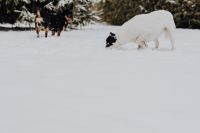 Kaboompics - White-and-Black Dog Sniffing Snow in Foreground with Black-and-Tan Companion Behind