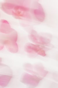 Kaboompics - Pastel Pink Orchid Abstract Soft Focus Background