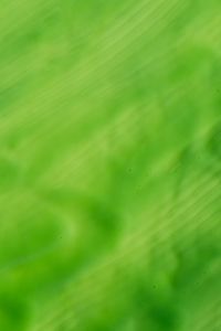 Kaboompics - Soft Focus Lime Green Abstract Background