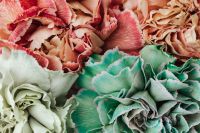 Kaboompics - Colorful carnations flowers - Dianthus caryophyllus