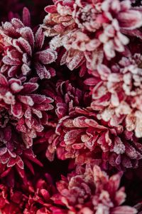 Frost-Covered Leaves, Grass and Winter Plant Textures for Seasonal Backgrounds