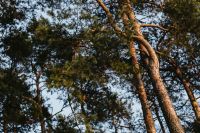 Kaboompics - Sunlit Pine Branches Framing a Clear Blue Sky, Forest Canopy