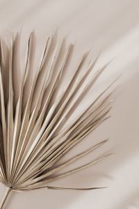 Kaboompics - Close-Up Palm Leaf Texture with Fine Parallel Ribs