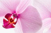 Kaboompics - Minimal Orchid Detail With Negative Space Composition