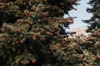 Kaboompics - Wide Coniferous Tree View for Nature Backgrounds