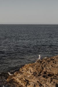 Kaboompics - Seagull on a Rocky Shore Against Open Sea