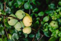 Kaboompics - Japanese Quince Fruits with Raindrops on a Garden Branch