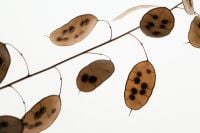 Kaboompics - Translucent Seed Pods Backlit Minimal Botanical Pattern