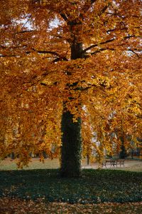 Kaboompics - Large Golden Autumn Tree In A Quiet City Park