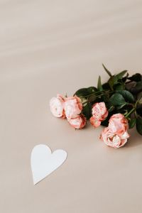 Kaboompics - White Paper Heart and Blush Roses with Beige Copy Space