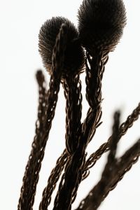 Kaboompics - Dark Textured Dried Seed Heads Moody Botanical Detail