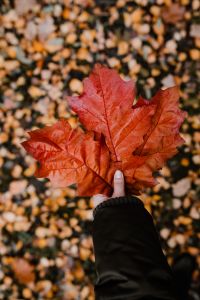 Kaboompics - The woman is holding the leaves of the red oak