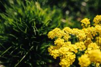 Kaboompics - Yellow Flower Clusters Against Dark Green Background with Copy Space