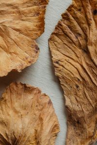 Kaboompics - Dried Brown and Purple Leaves on a Neutral Background