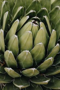 Kaboompics - Layered Green Agave Leaves as a Botanical Texture