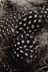 Kaboompics - White Feather Down Above Layered Spotted Quills