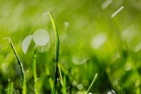 Kaboompics - Single Curved Grass Blade in Sunlit Green Bokeh, Minimal Spring Macro Background