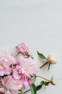Kaboompics - Pale Pink Peony Arrangement with Bud on Marble