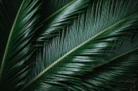 Kaboompics - Sago Palm Frond Close-Up for a Dark Green Tropical Background