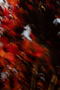 Kaboompics - Dark Red Plum Leaves ICM Abstract Background