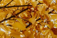 Kaboompics - Sunlit Magnolia Leaves Along Dark Branches