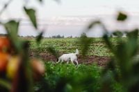 Kaboompics - Small White Dog Exploring a Vegetable Field