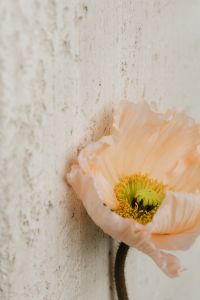Kaboompics - Abstract Floral Detail against White Textile Folds