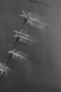 Kaboompics - Black and White Motion-Blown Flowers