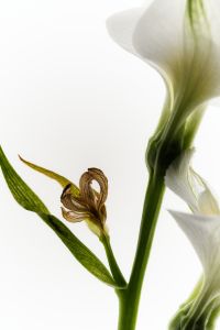 Kaboompics - Close-Up of White Blossoms, Green Stems and a Dried Brown Flower, Botanical Texture