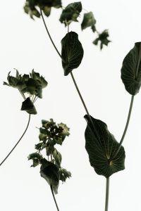 Kaboompics - Floating Green Botanical Stems Light And Airy Composition