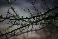 Kaboompics - Dark Bare Branches Against a Soft Gray Forest Background
