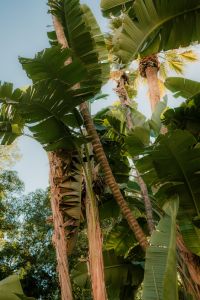 Kaboompics - Tall Banana Plants Against Blue Sky