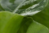 Kaboompics - Fenestrated Monstera Variegata Leaf with White Patches