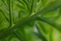 Kaboompics - Alocasia Leaf Texture and Veins