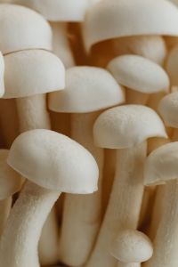 Kaboompics - Close-Up White Mushrooms with Soft Neutral Texture