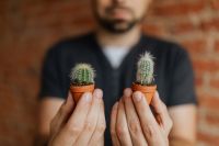 Kaboompics - Miniature cacti in clay pots