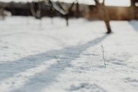 Kaboompics - Fresh snow in the garden