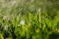 Kaboompics - Soft-Focus Spring Lawn with Tall Grass Blades and Sunlit Green Bokeh Background