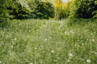 Kaboompics - Sunlit Dandelion Meadow with Trees Along the Field Edge