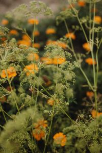 Kaboompics - Orange Flowering Herbs and Delicate Seed Heads
