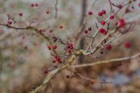 Kaboompics - Red Berries on a Bare Branch in an Autumn Forest