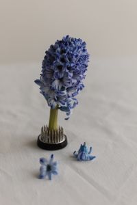 Kaboompics - Close-Up Blue Hyacinth in Kenzan with Fallen Petals
