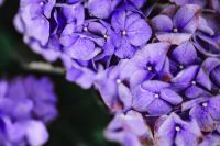 Kaboompics - Ultra Violet Hydrangea Blossoms in Close-Up