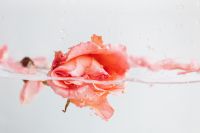 Kaboompics - Side View of a Pink Rose Floating on Water with Copy Space