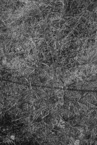 Kaboompics - Black and White Coastal Dune Grass Texture