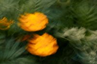Kaboompics - Orange Flowers and Soft White Blooms in Motion Blur