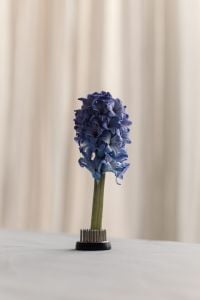 Kaboompics - Vertical Blue Hyacinth in Kenzan against a Draped Curtain