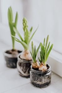 Kaboompics - Close-Up Sprouting Hyacinth Bulbs in Glass Containers